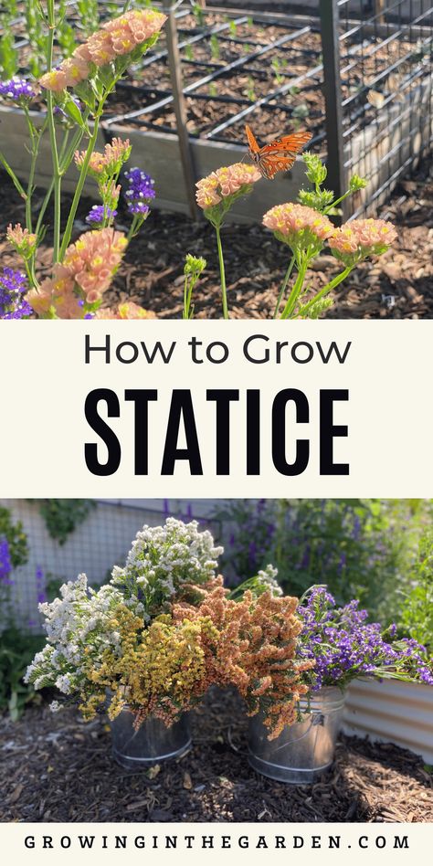 How to grow statice from seed, how and when to plant outside, plus tips for harvesting and using for cut flowers. Cut Flowers In Raised Beds, Fresh Cut Flower Garden, Easiest Cut Flowers To Grow, Cut And Come Again Flowers, Statice Flower, Stock Flowers, Farmers Market Flowers, Growing Cut Flowers, Flower Seedlings