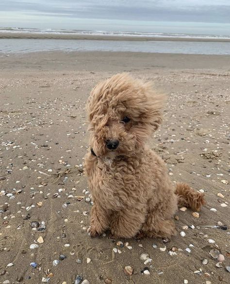 Labradoodle, Goldendoodle, The Ocean, On Instagram, Instagram