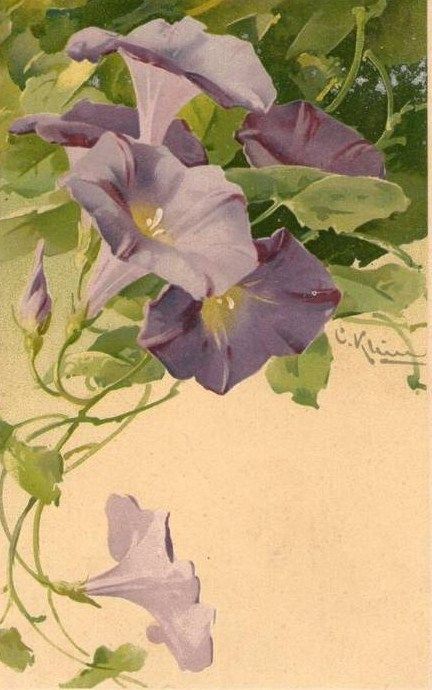 Catherine Klein, 수채화 그림, China Painting, Botanical Drawings, Arte Floral, Vintage Botanical, Morning Glory, Floral Illustrations, Flower Pictures