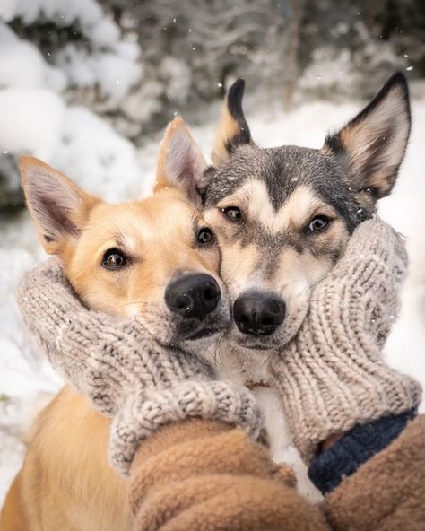 Winter Puppy Photoshoot, Winter Dog Photography, Dog Winter Photoshoot, Snow Photography Ideas, Dog Photography Winter, Christmas Dog Photography, Dog Family Pictures, Dog In Snow, Christmas Pet Photos