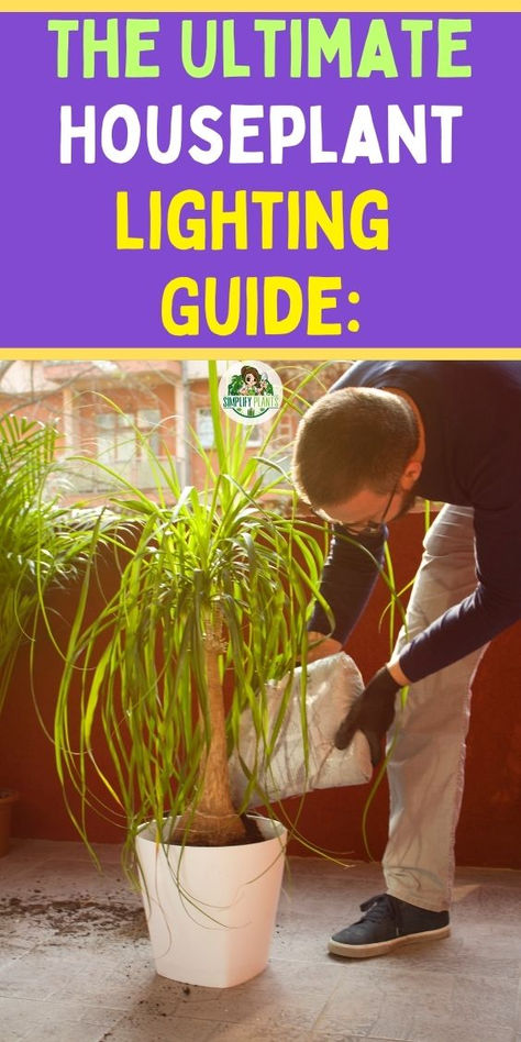 "Discover the Ultimate Houseplant Lighting Guide to help your indoor 
plants thrive! This comprehensive houseplant lighting guide covers 
essential tips on light requirements, placement, and types of lighting for 
various houseplants. Whether you need a light guide for plants, an 
indoor plants light guide, or specific advice on how to optimize your 
space for optimal growth, this guide has you covered. Illuminate your home 
with the right knowledge and watch your houseplants flourish!" Plant Lighting Guide, Indoor Plant Lights, Perfect Playlist, Indoor Greenery, Houseplant Care, Light Guide, House Plant Care, Plant Health, Plant Lighting