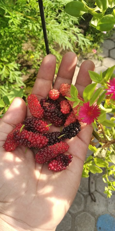 Morus Alba.L Mulberry, the fruit contain of vitamins, minerals and antioxidant. Mulberry is believed to provide a number of health benefits. Mulberry Benefits, Mulberry Fruit, Modern Farming, The Fruit, Fruits And Vegetables, Vitamin C, Picture Ideas, Health Benefits, Vitamins