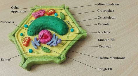 Cell Model Project, Plant Cell Model, Science Model, Cell Science, Cell Diagram, Cells Project, Science Models, Plasma Membrane, Cell Model