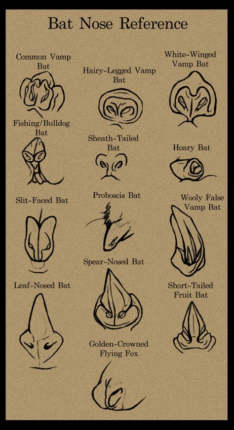 Bat Nose, Nose Reference, Bat Species, Bat Art, Bat Tattoo, Fruit Bat, Baby Bats, Heroic Fantasy, Reference Chart