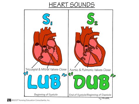 S1 and S2. S1 is heard best at the apex of the heart LUB: mitral/tricuspid valves closing DUB: semi-lunar valves closing Medische Humor, Nursing Information, Nursing Assessment, Heart Sounds, Nursing Mnemonics, Nursing Schools, Nursing School Survival, Cardiac Nursing, Nursing School Studying