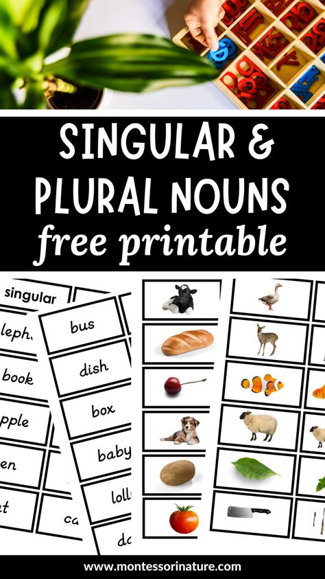 Montessori sorting cards offer an engaging and effective learning tool to help little learners master the difference between singular and plural nouns. By presenting kids with visual aids and hands-on activities, they will have an easier time understanding the differences between singular and plural nouns, which can help them improve their writing and speaking skills in the long run. We’ll delve deeper into how Montessori sorting cards can be a valuable asset in teaching them. Singular And Plural Nouns Activities, Irregular Plural Nouns Activities, Nouns Kindergarten, Plural Nouns Activities, Preschool Freebies, Nouns Activities, Irregular Plural Nouns, Phonics Blends, Singular And Plural Nouns