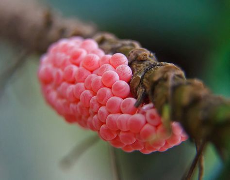 Snail eggs - AWESOME!!!! I wanna breed snails Snail Video, Snail Eggs, Animal Eggs, Pink Eggs, Apple Snail, Tiny Miracles, Molluscs, Golden Apple, Snail Shell