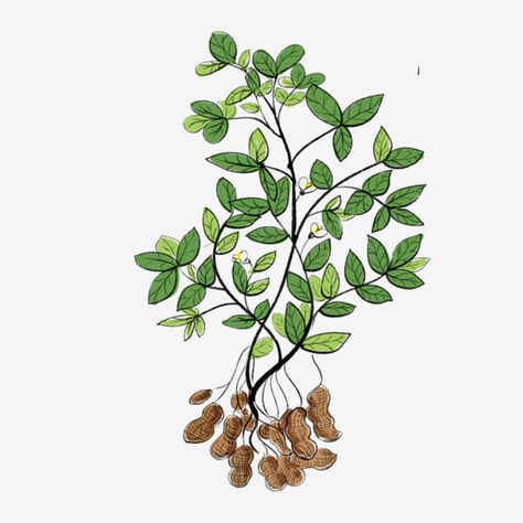 Leaf Packaging, Plant Png, Peanut Tree, Tree Png, Plant Images, Art Painting Gallery, Painting Gallery, Plant Illustration, Oak Tree