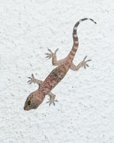 Mediterranean House Gecko (Lizards of Dallas County) · iNaturalist.org Mediterranean Gecko, House Gecko, House Lizard, Gecko Art, Cute Lizard, Mediterranean House, Mediterranean Homes, Reptiles And Amphibians, Wild Life