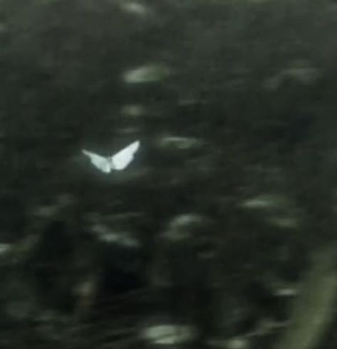 White Butterfly, The Sky, Trees, Green, White