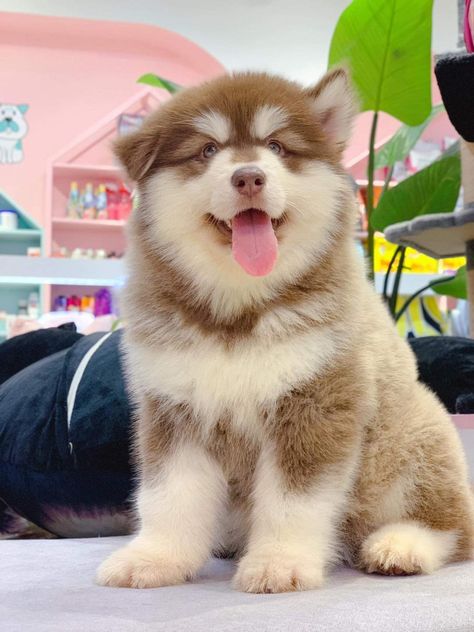 Huskey Malamut, Fluffy Husky Puppies, Brown Husky, Fluffy Husky, Big Dogs Breeds, Biggest Dog In The World, Malamute Husky, Biggest Dog, Cute Fluffy Dogs