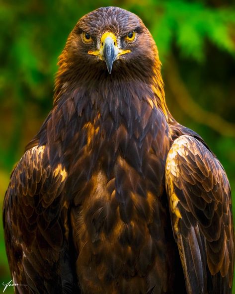 American Eagle Art, Bald Eagle Photography, Brown Eagle, Wild Birds Photography, Eagle Artwork, Aigle Royal, Eagle Images, Eagle Wallpaper, Eagle Pictures