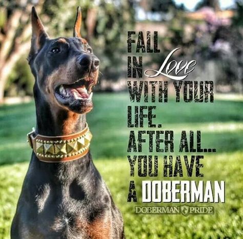 #Doberman Doberman Quotes, Doberman Pinscher Blue, Majestic Dog, Pincher Dog, Doberman Love, Doberman Pinscher Dog, Doberman Dogs, Dog Car Seat Cover, Dog Car Seats