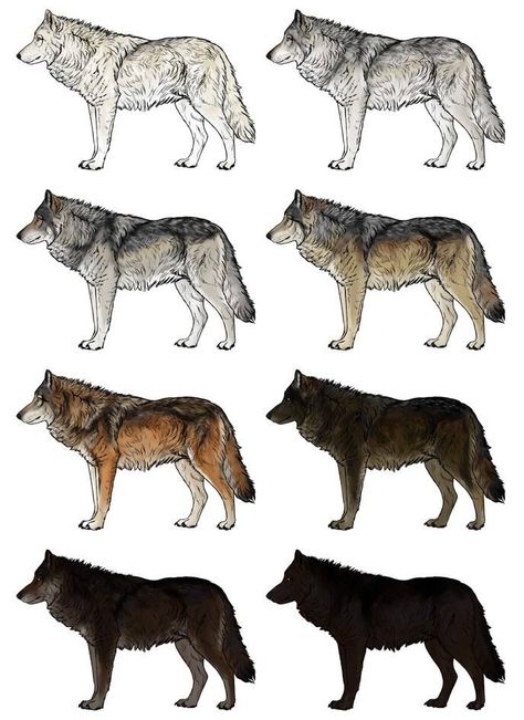 How To Draw A Wolf, Drawing Wolves, Drawing Wolf, Wolf Colors, Wolf Silhouette, Draw Animals, Drawing Animals, American Shorthair, Wolf Drawing