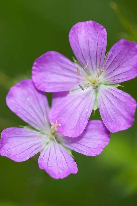 Wild Geranium Wild Geranium, Flowering Quince, Deadheading, Front Gardens, Attracting Beneficial Insects, Coral Bells, Powdery Mildew, Beneficial Insects, Sun Damage