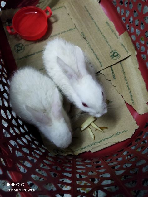 Hunny🐰 Bunny🐰 ( Chanda) Baby Rabbits, Baby Rabbit, Hunny Bunny, Download Cute Wallpapers, Snapchat Stories, Rabbits, Cute Wallpapers, Snapchat, Wallpapers