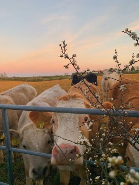 Silly Cow Pictures, Cute Farm Animal Pictures, Cow Field Photoshoot, Vision Poster, Dorm Pictures, Meghan Quinn, Farm Aesthetic, Country Aesthetic