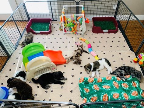 Foster Dog Set Up, Puppy Litter Play Area, Puppy Play Pen Setup, Foster Puppy Set Up, Dog Playpen Indoor Ideas, Puppy Whelping Area, Dog Whelping Box Ideas Diy, Puppy Pen Ideas Indoor, Dog Breeder Setup