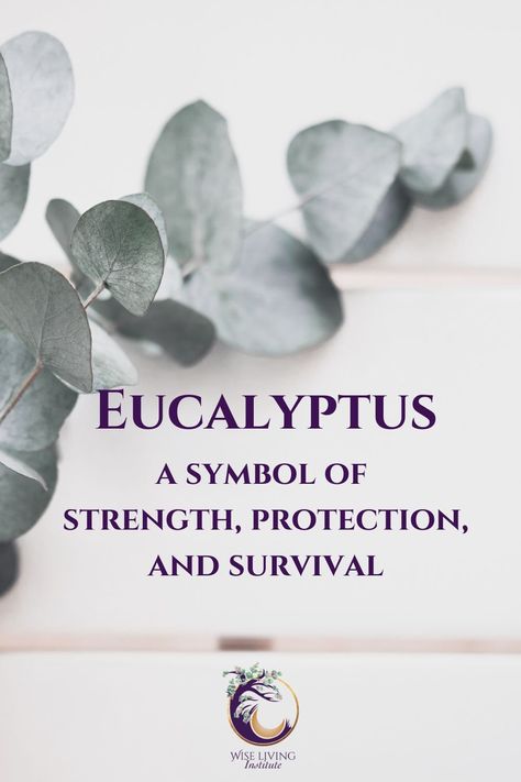 Eucalyptus ~ A Symbol Of Great Strength, Protection & Survival  Use it to help ground yourself for greater strength. Use it to Feel Safe & Secure. Use it to know that you are resilient. #personalgrowth #perosnaldevelopment #eucalyptus #livingyourtruth #morningmagic #miraclemorning Eucalyptus Symbolism, Living Purposefully, Inner Knowing, Protection Symbols, I Do Bbq, Live Your Truth, Miracle Morning, Live With Purpose, Symbols Of Strength