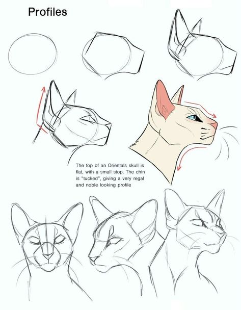 5559199534805852-pin-image  | Sky Rye Design How To Sketch A Cat, How To Draw Big Cats, How To Draw Cat Ears, Cat Drawing Tips, Warrior Cats Reference Sheet, Cat Expressions Drawing, Animal Art Reference, Realistic Cat Drawing, Cats Tips