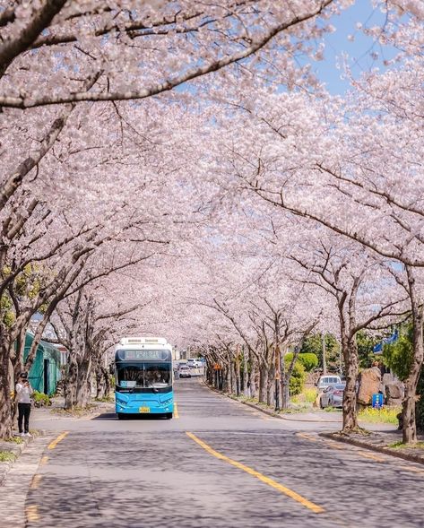 Jeju Island Aesthetic, Jeju Cherry Blossom, Jeju Island South Korea, Korea Aesthetic, Dream Dates, Jeju Island, Korea Travel, My Dream Came True, Spring Aesthetic