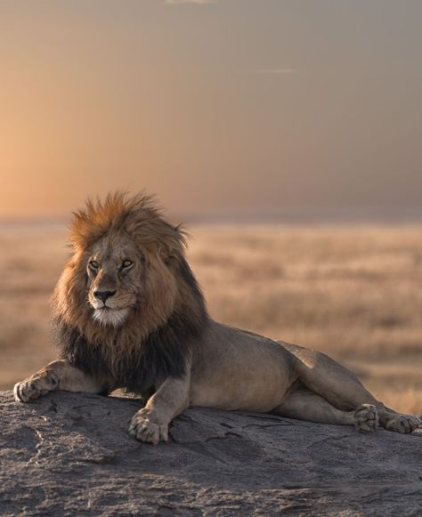 A male lion surveying his land from atop a rock in Serengeti National Park, Tanzania. Would you go on a safari to see this majestic lion? 🦁🌄 #SerengetiLion #SafariLife Majestic Lion, Serengeti National Park, Male Lion, A Rock, Tanzania, Go On, National Park, Lion, National Parks