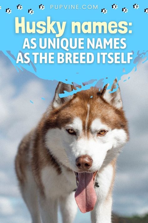 Husky Names Male, Girl Husky Names, Husky Puppy Names, Unique Girl Dog Names List, Brown Husky Puppy, Husky Brown, Husky Dog Names, Siberian Husky Names, Alaskan Dog