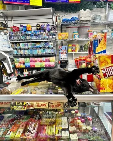 Bodega Cat, Cat Yawning, Funny Cat Photos, Nyan Cat, Cat Boarding, Funny Animal Memes, Cat Sitting, Sweet Animals, Funny Animal