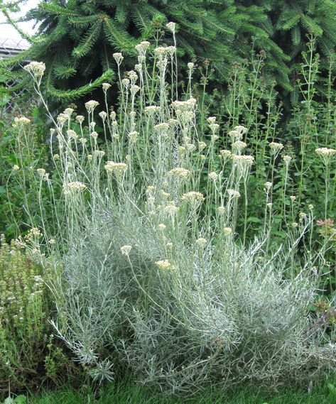 potpourri blooms-curry plant Curry Plant, Biblical Garden, Helichrysum Essential Oil, Helichrysum Italicum, Natural Repellent, Greenhouse Growing, Front Landscaping, Mediterranean Garden, Healing Herbs