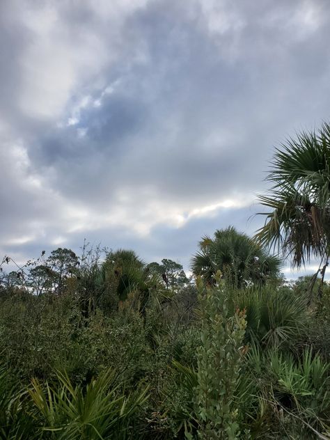 Instagram- nature_trails_florida Tiktok- nature_trails_florida Youtube- Nature Trails Florida Florida Tiktok, Rural Florida, Florida Nostalgia, Florida Gothic, Dr Aesthetic, Southern Things, Miss Florida, Nature Trails, Cloudy Day