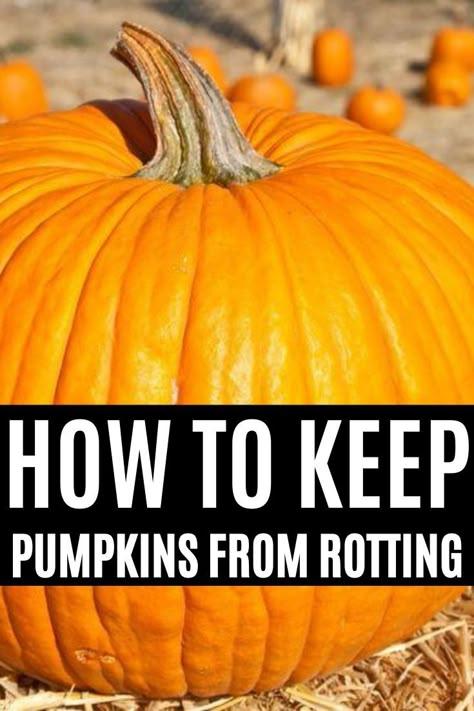 Preserving Pumpkins, Diy Pumpkin Carving, Pumpkin Carving Tips, Pumpkin Carving Patterns Free, Pumpkin Carving Tools, Pumkin Carving, Pumpkin Carving Party, Creative Pumpkin Carving, Easy Pumpkin Carving