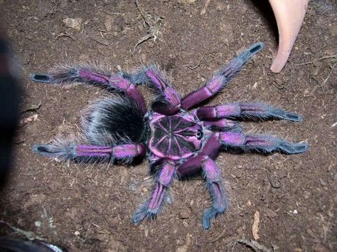 Brazilian pink bloom spider Blue Bloom Tarantula, Brazilian Pinkbloom Tarantula, Purple Pinktoe Tarantula, Amazon Blue Bloom Tarantula, Brazilian Blue Tarantula, Trantuala Spider, Peacock Tarantula, Purple Tarantula, Spidersona Inspiration