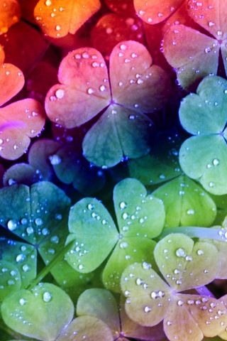 ♥ ✿⊱╮ Phenomenal ♥ ✿⊱╮                                                                                                                                                                                 Más Kaktus Dan Sukulen, Rainbow Aesthetic, Rainbow Wallpaper, 수채화 그림, Beautiful Nature Wallpaper, Water Droplets, Butterfly Wallpaper, Four Leaf, Cute Wallpaper Backgrounds