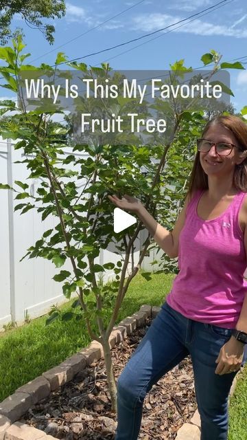 Homegrown Florida / Petrina Steacy on Instagram: "Say hello to my favorite fruit tree, the mulberry! 🌳💜 Here’s why:  1. Fits perfectly in any size garden. 2. Thrives even when pruned aggressively, making it ideal for pots and small spaces. 3. Fruits abundantly from the very first year. 🍇✨ 4. Harvesting is so much fun! Shake the branches, and watch the ripe berries rain down. 🍇✨  Whether you catch them on a tarp or gather them from the ground, mulberries are a delightful treat. Happy gardening! 🌿🌞 #MulberryMagic #FruitTreeFavorites #GardeningJoy #HomeHarvest #FruitTrees #Mulberry" Fruit Trees For Small Gardens, Fruit Trees In Small Backyard, Mulberry Tree Garden, Fruit Trees Backyard Design, Fruit Trees Backyard Landscaping, Service Berry Tree, Fruit Trees Garden Design, Blueberry Tree, Small Fruit Trees