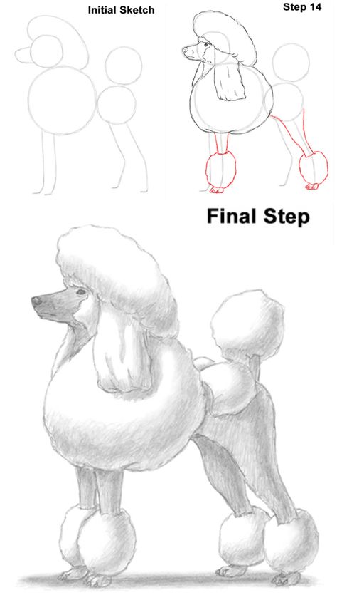 Poodle Drawing, How To Draw Realistic, French Poodle, Draw Realistic, Dog Steps, Poodle Dog, Realistic Drawings, Art References, To Draw