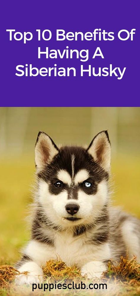 top-10-benefits-siberian-husky Dogs Tattoos, Husky Facts, Siberian Husky Facts, Tattoos Dog, Dogs Tattoo, Husky Puppies, Dog Home Decor, Toy Dogs, Designer Dogs