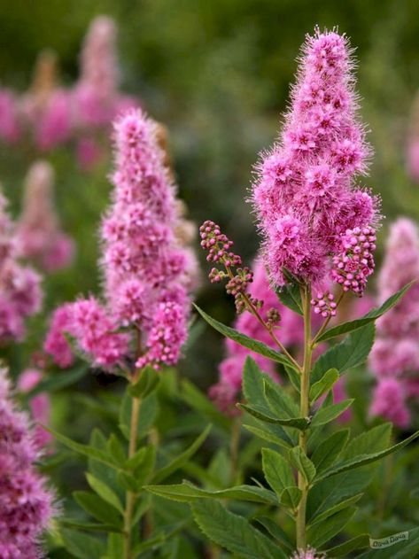 Spirea Varieties: 13 Common &Amp; Rare Types Of Spirea Magic Carpet Spirea, Idaho Garden, Spirea Plant, Landscaping Hacks, Ash Leaf, Plant Problems, Favourite Flowers, Plant Tags, Organic Soil