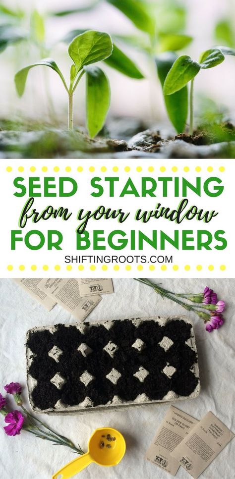 Learn how to start vegetable and flower seeds right from your window!  I've compiled some easy seed starting tips for the beginner gardener to have you growing plants in your home using DIY containers.  No need for fancy equipment! #gardening #seedstarting #seeds #vegetable #flower #fromyourwindow #diy #beginnergardener #easy via @shifting_roots Starting Flowers From Seeds, Diy Containers, Gardening Calendar, Ground Garden, Seed Starting Soil, Yummy Veggies, Vegetable Garden Planner, Hydroponics Diy, Hydroponic Growing