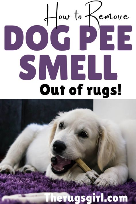 A rug cleaning guide where i show you how to clean area rugs at home and get out dog pee, smoke and mildew smells out of them. #therugsgal #rugs #arearugs #rugcleaning Pee Smell Out Of Carpet, Cleaning Dog Pee, Pet Urine Smell, Dog Pee Smell, Pee Stains, Pet Odor Remover, Carpet Smell, Pee Smell, Urine Smells