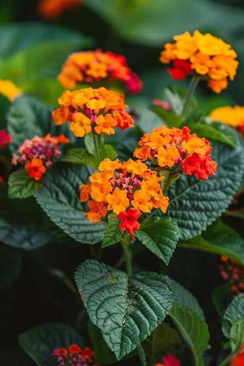 Lantana Landscaping Ideas: Vibrant Garden Tips Lantana Landscaping, Red Lantana, Flower Combos, Lantana Flower, Lantana Plant, Small Urban Garden, Drought Tolerant Landscape, Backyard Balcony, Landscaping Inspiration