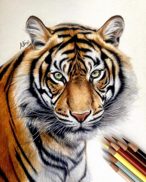 Tiger Art Drawing, Colored Pencil Drawing Tutorial, Easy Scenery Drawing, Tiger Sketch, Realistic Animal Drawings, Color Pencil Sketch, Tiger Drawing, Pencil Sketch Images, Tiger Art