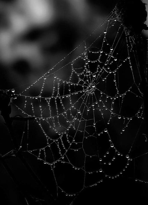 Spider Astetic, Goth Spider Aesthetic, Spider Art Aesthetic, Cobwebs Aesthetic, Spidercore Aesthetic, Cobweb Aesthetic, Spider Aesthetic Dark, Spiders Aesthetic, Spiderweb Photography