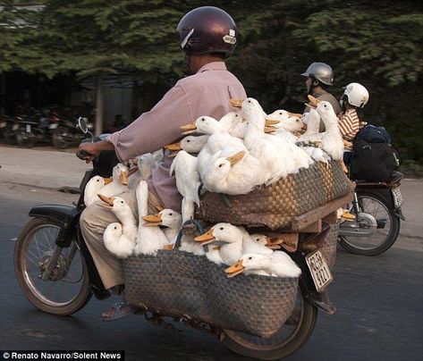 Pet Ducks, Cute Ducklings, On Motorcycle, Funny Duck, Pretty Animals, Funny Animal Jokes, Silly Animals, Dessin Adorable, Moving House