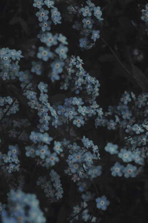 Dark Dusty Blue Aesthetic, Dark Fairytale Aesthetic Wallpaper, Blueish Gray Aesthetic, Dark Dream Aesthetic, Navy Blue Flowers Aesthetic, Dark Blue And Brown Aesthetic, Dark Blue Grey Aesthetic, Muted Blue Aesthetic, Daisy Widget