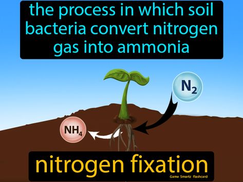 Nitrogen Fixation definition: The process in which soil bacteria convert nitrogen gas into ammonia. Farm Wife Life, Garden Science, Plant Biology, Nitrogen Fixation, Nitrogen Cycle, Energy Pyramid, Seed Dispersal, Big Tractors, Biology Facts