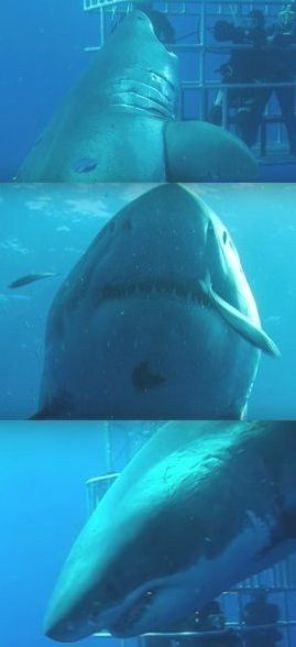 World’s Largest Shark: 7-Metre-Long ‘Deep Blue’ Believed To Be Biggest Ever(VIDEO) Deep Blue Shark, Shark Woman, Shark Pics, Guadalupe Island, Weird Sea Creatures, Shark Facts, Shark Photos, Going Abroad, Shark Pictures