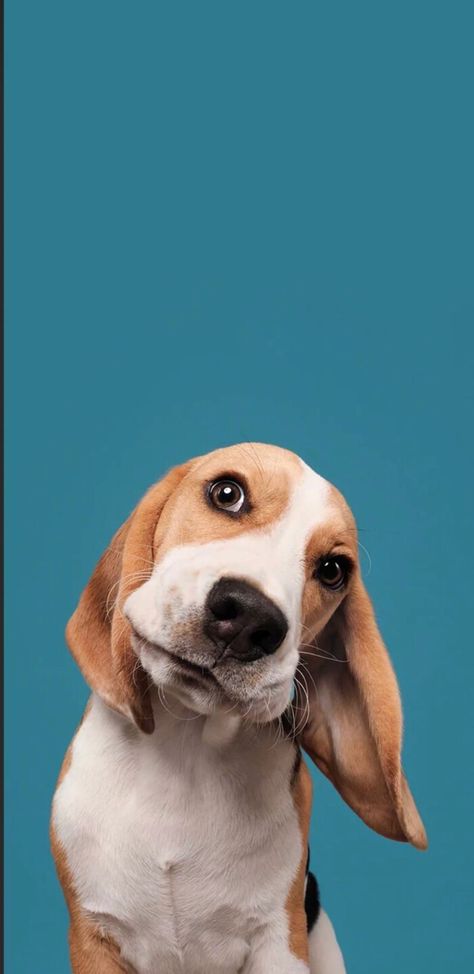 Beagle Wallpaper Iphone, Beagle Wallpaper, Great Dane Portrait, Dog Wallpaper Iphone, Photos Of Dogs, Puppy Dog Pictures, Animal Photoshoot, 강아지 그림, Wallpaper For Iphone