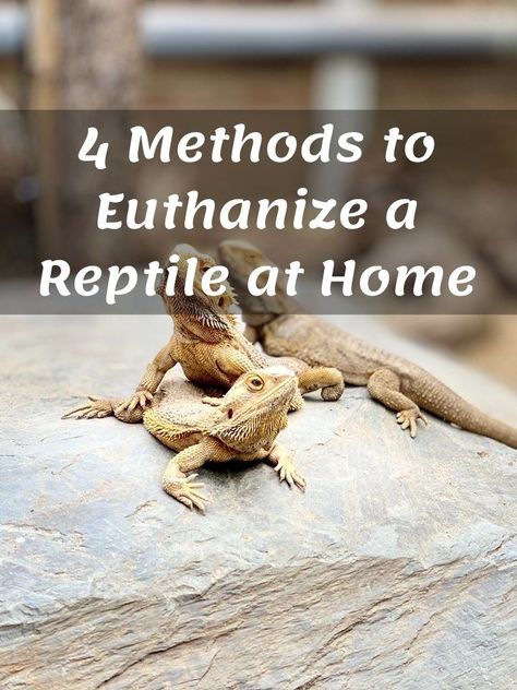 Is the quality of your reptile's life deteriorating? Are you considering putting its suffering to an end? This is, without a doubt, one of the most challenging decisions you can take, but if you want to euthanize your pet reptile, you need to do it humanely and painlessly. We know this isn't easy, which is why we are here to help you make this task as quick and easy as possible. #reptile Diy Bearded Dragon Decor, Diy Reptile Decor, Reptile Room Aesthetic, Diy Reptile, Bearded Dragon Diy, Pet Snakes, Snake Hides, Reptile Decor, Reptile Hide