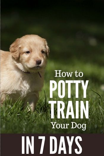 Learn to successfully potty train your puppy or adult dog in as little as seven days. Your dog will be able to hold it until he or she is at their approved "potty spot." How To Potty Train, Crate Training Puppy, Dog Minding, Easiest Dogs To Train, Dog Potty Training, Potty Train, Dog Potty, Potty Training Puppy, Dog Training Advice