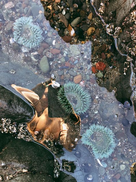 Tide pool reflections Oregon Tide Pools, Tide Pool Photography, Tidepools Aesthetic, Tide Pool Painting, Tide Pool Art, Tide Pools Aesthetic, Tide Pool Aesthetic, Tide Aesthetic, Shoreline Photography